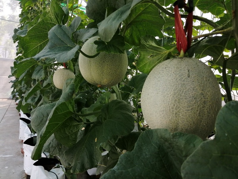 Đơn vi thi công nhà màng trồng dưa lưới giá rẻ nhất