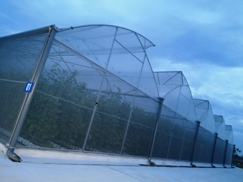 Chọn hướng khi thiết kế nhà màng trồng dưa lưới