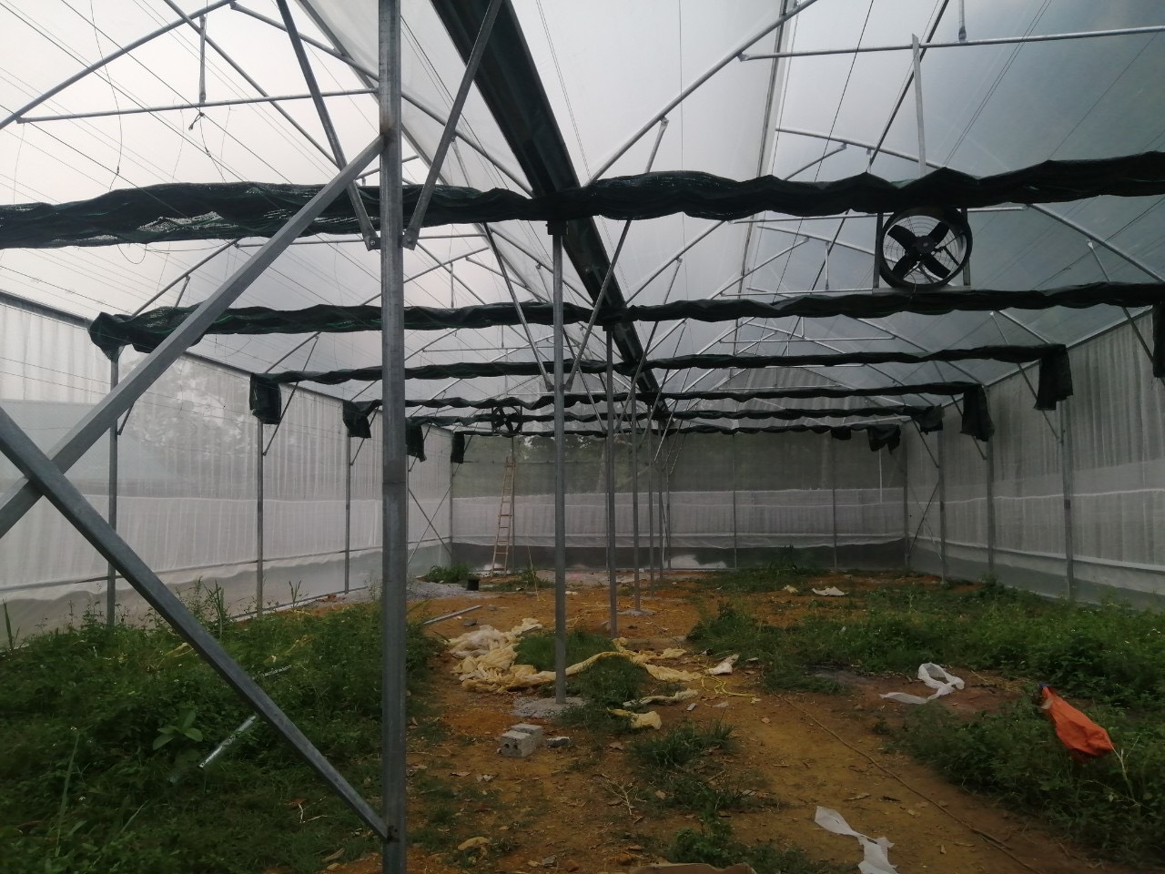 Bên trong nhà màng trồng dưa lưới