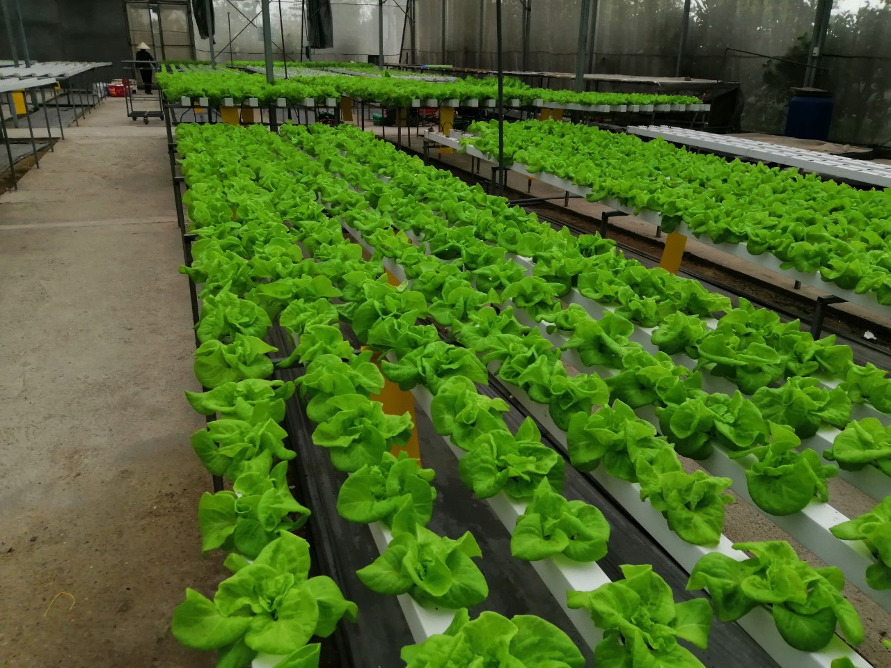 Thiết kế và thi công nhà màng trồng rau sản xuất