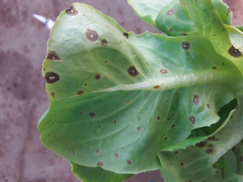 Các loại bệnh thường gặp ở cây thủy canh Các loại bệnh thường gặp ở cây thủy canh