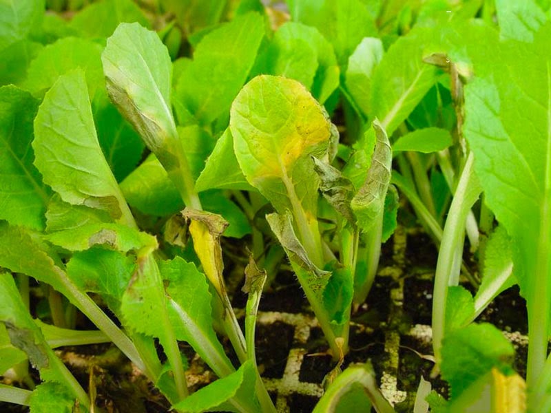 Các bệnh cây thủy canh thường gặp Các bệnh cây thủy canh thường gặp