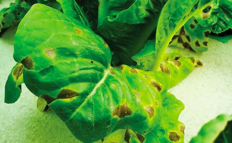 Bệnh thường gặp ở cây thủy canh - xoăn lá Bệnh thường gặp ở cây thủy canh - xoăn lá