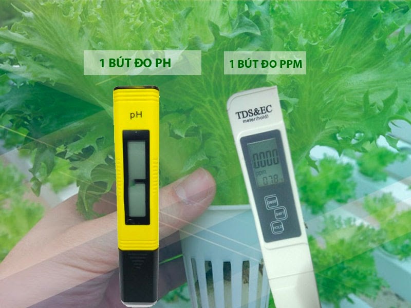 Các cách khắc phục thối rễ khi trồng thủy canh