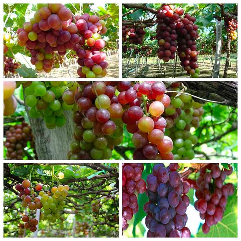 Ưu điểm trồng nho trong nhà màng Ưu điểm trồng nho trong nhà màng