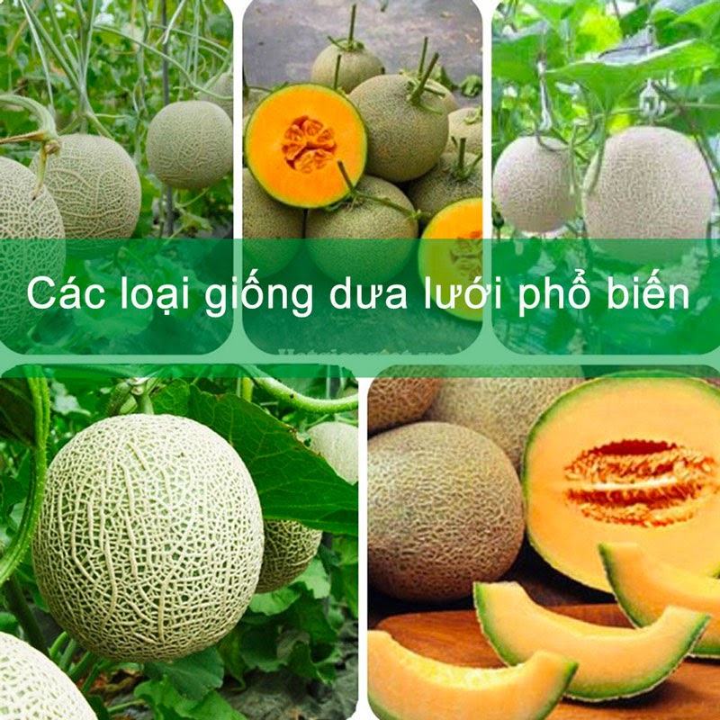 Các loại giống dưa lưới ở nước ta hiện nay