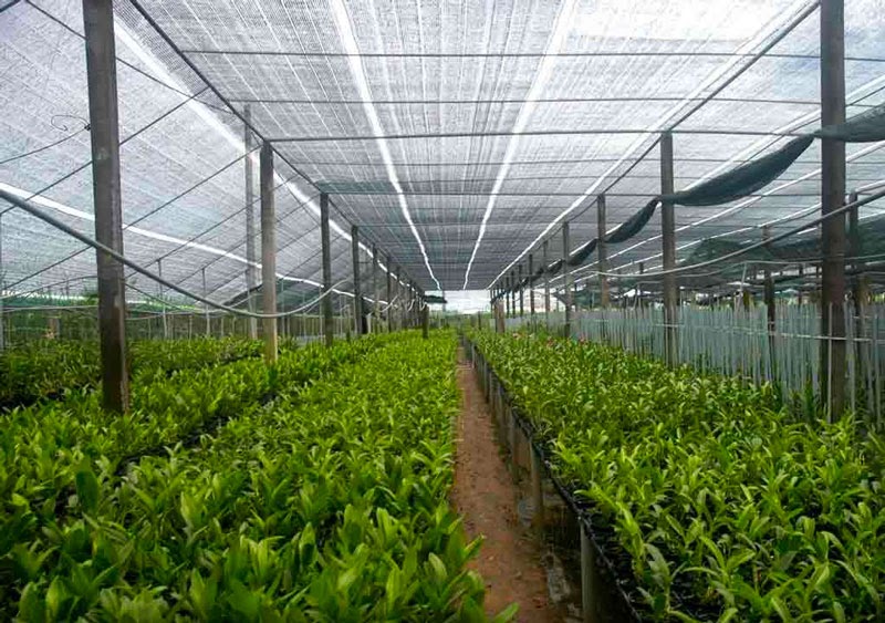 Ứng dụng của lưới lan đen