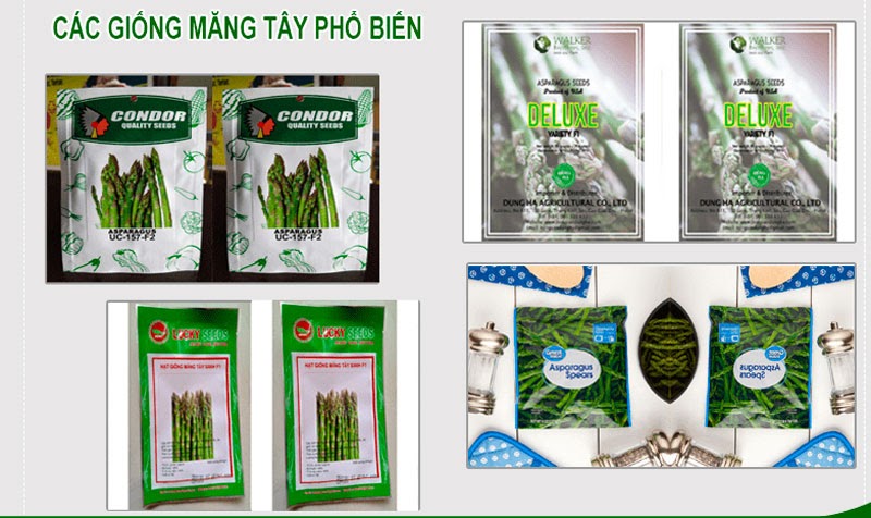 Các loại măng tây tốt nhất hiện nay