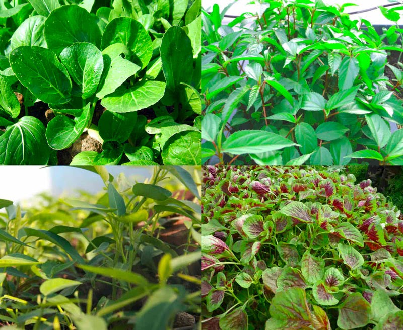 Rau cải trồng được cả 2 mùa hè và đông Rau cải trồng được cả 2 mùa hè và đông