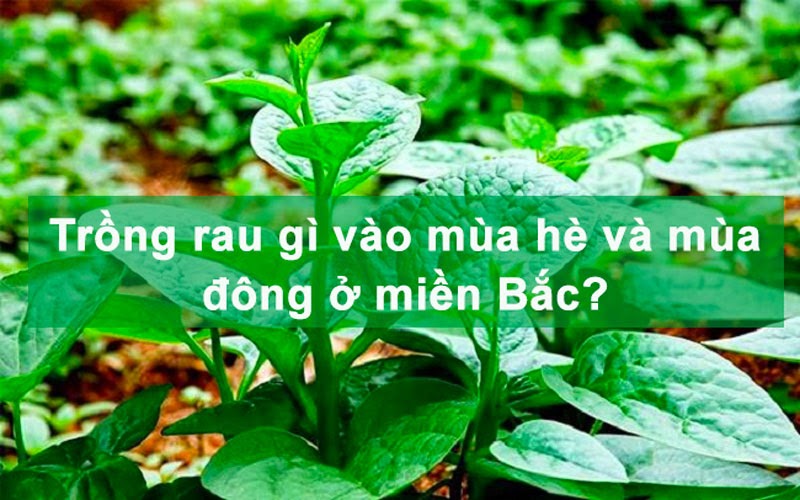 Chi tiết các loại rau trồng mùa hè và mùa đông ở miền Bắc Chi tiết các loại rau trồng mùa hè và mùa đông ở miền Bắc