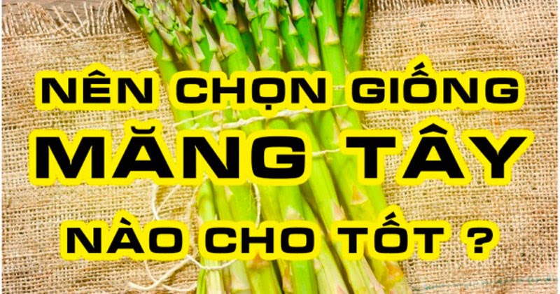 Nên chọn giống măng tây chuẩn như thế nào