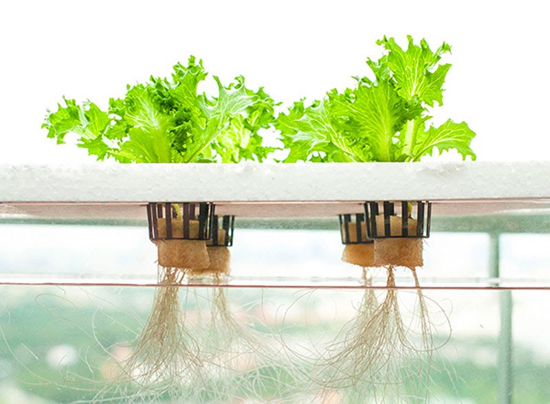 Nguyên nhân gây bệnh thối rễ ở cây thủy canh