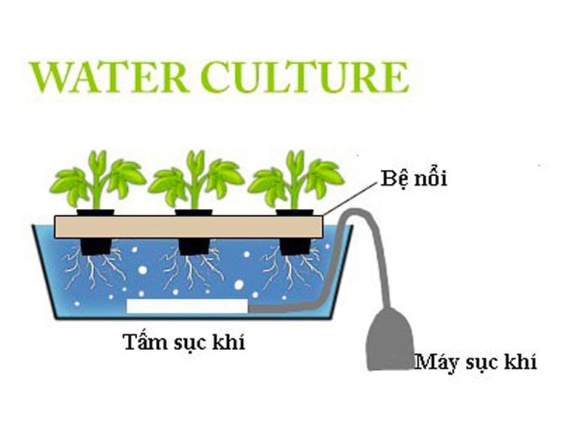 Cách khắc phục bệnh thối rễ ở cây thủy canh