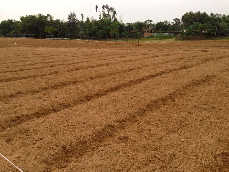 kỹ thuật trồng măng tây chuẩn, hiệu quả nhất