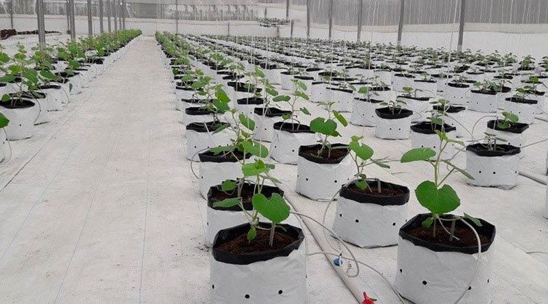 Cách trồng dưa lưới nhà màng thủy canh