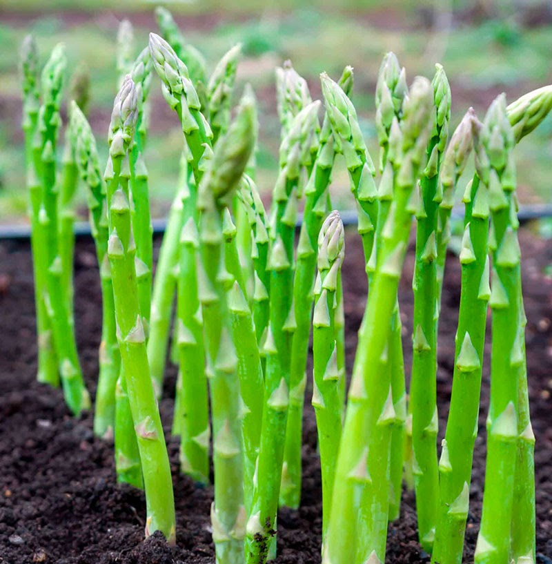 Cách chọn giống măng tây phù hợp