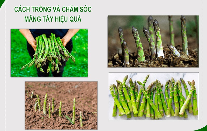 Cách trồng và chăm sóc măng tây hiệu quả nhất