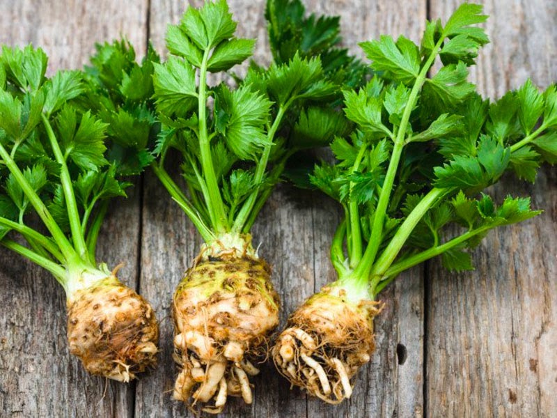 Tháng 7 trồng rau cần tây cực tốt Tháng 7 trồng rau cần tây cực tốt