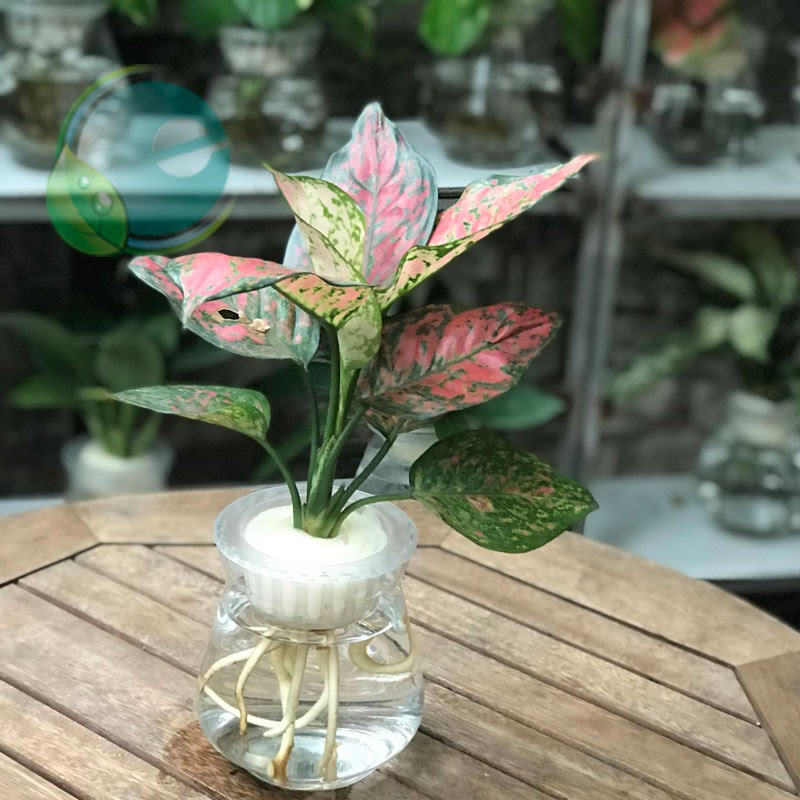 hướng dẫn kỹ thuật trồng hoa thủy canh