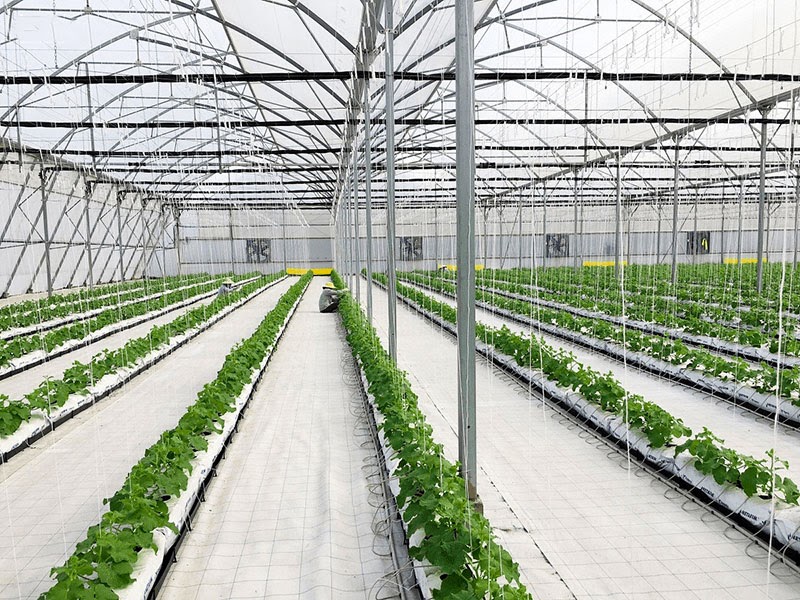 Vì sao nên trồng dưa lưới trong nhà màng