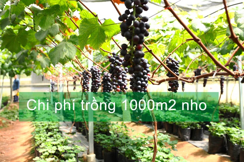 Chi phí trồng 1000m2 nho nhà màng Chi phí trồng 1000m2 nho nhà màng