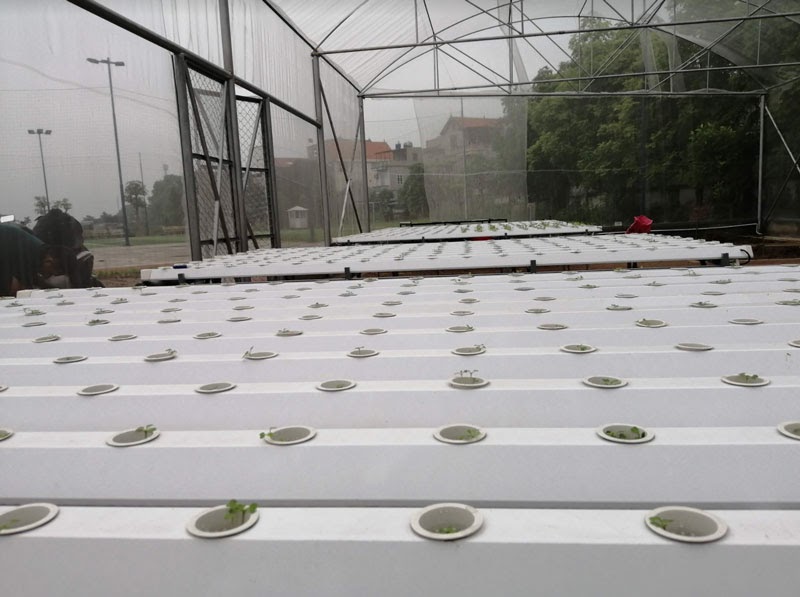 Chi phí trồng rau thủy canh tại vườn