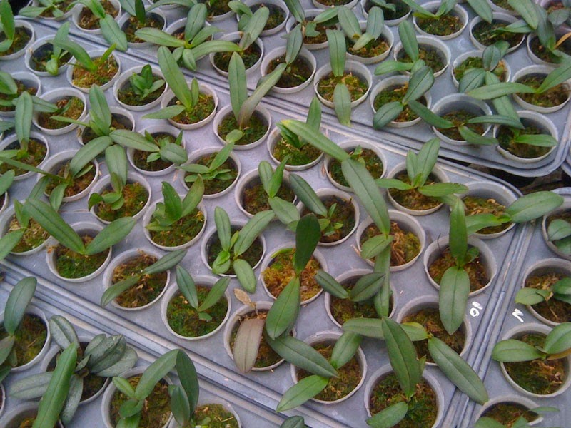 Chọn giống hoa lan thủy canh Chọn giống hoa lan thủy canh