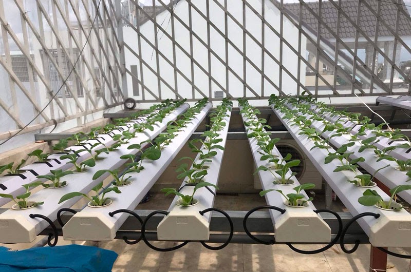 Cần lưu ý gì khi chọn rọ thủy canh