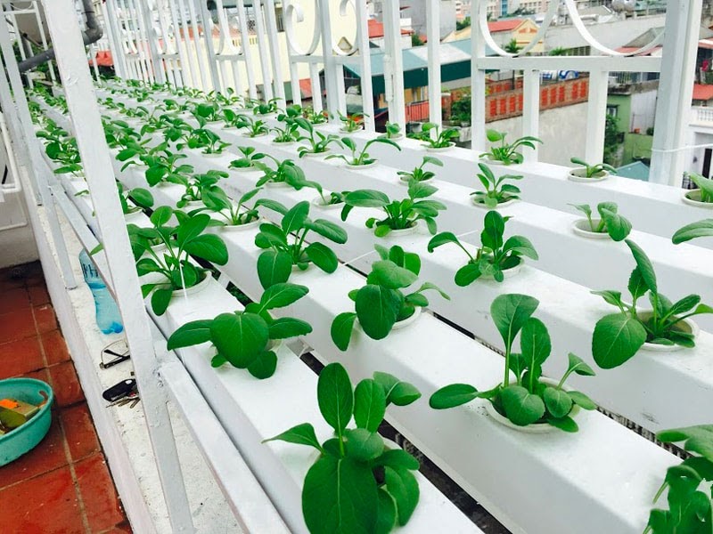 Chọn rọ trồng rau thủy canh chuẩn giúp cây trồng phát triển tốt nhất