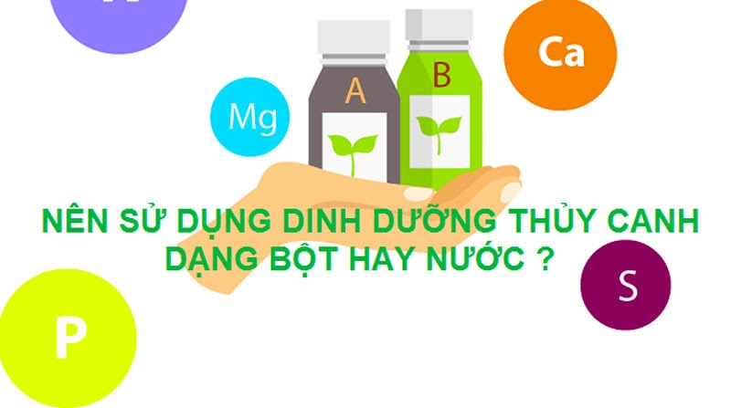 Nên sử dụng dịch dịch thủy canh hay bột thủy canh