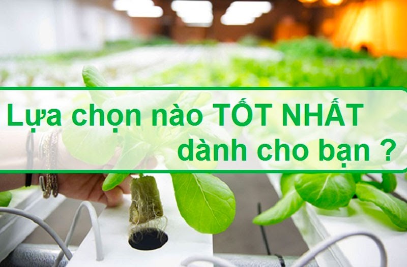 Có nên chọn bột thủy canh hay không