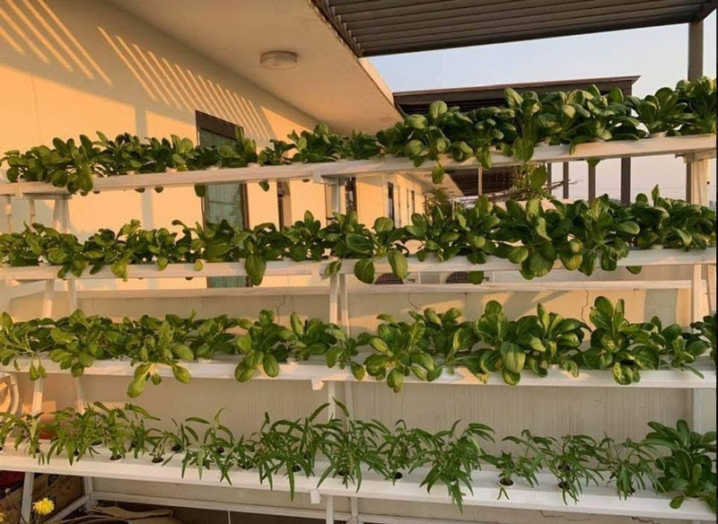 Mô hình thuỷ canh sử dụng cho dự án nhà cô Hằng