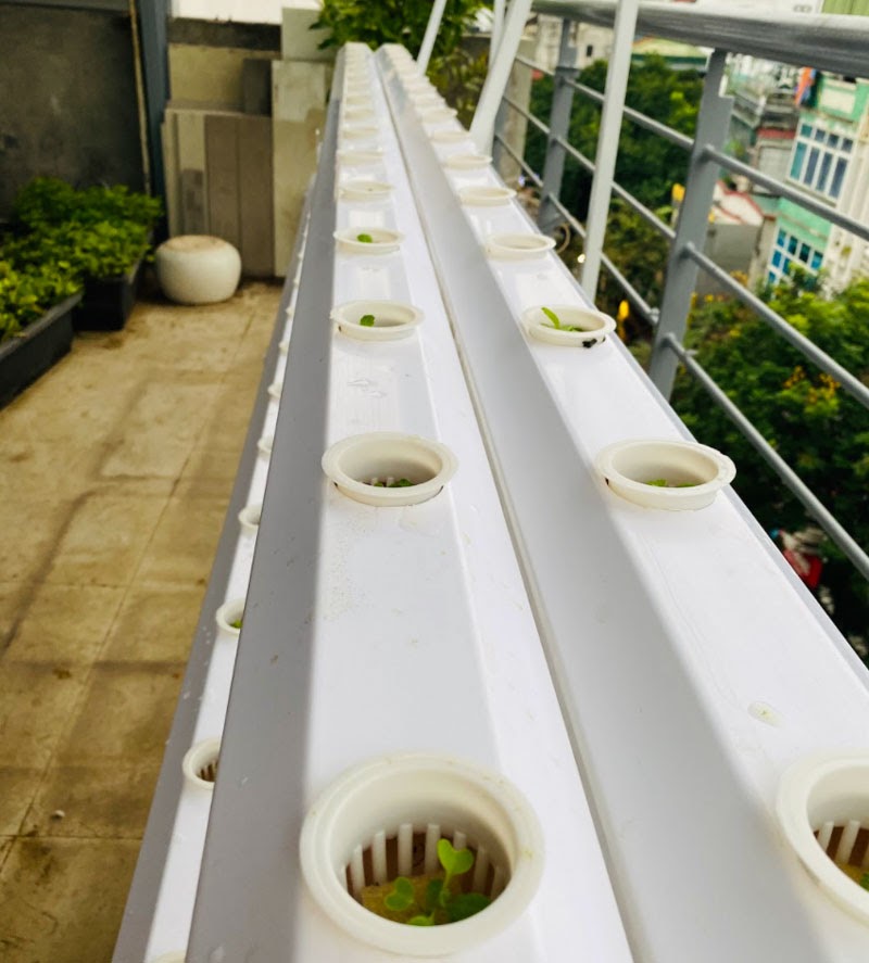 Cây con được cho vào từng rọ