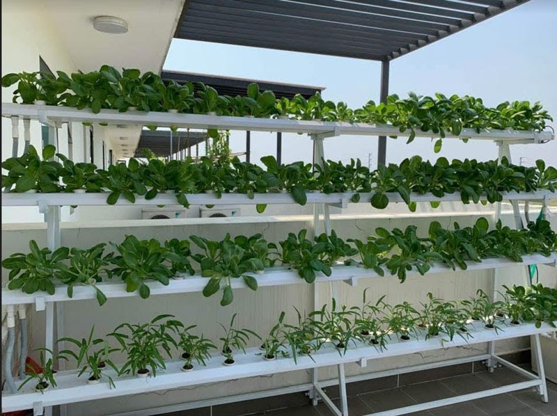 Ưu điểm của giàn thuỷ canh bán chữ A dự án nhà cô Hằng