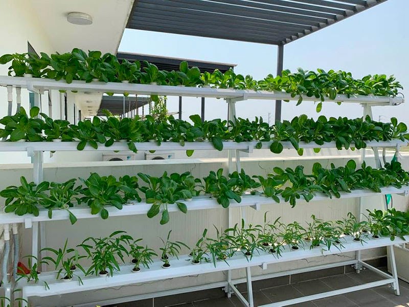 Với giàn thuỷ canh tại SkyFarm, các bạn hoàn toàn có thể trở thành những chuyên gia thuỷ canh ngay tại chính ngôi nhà mình.