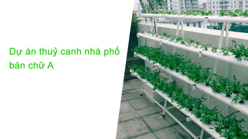 Dự án thuỷ canh nhà phố bán chữ A tại Pháp Vân - Hà Nội.