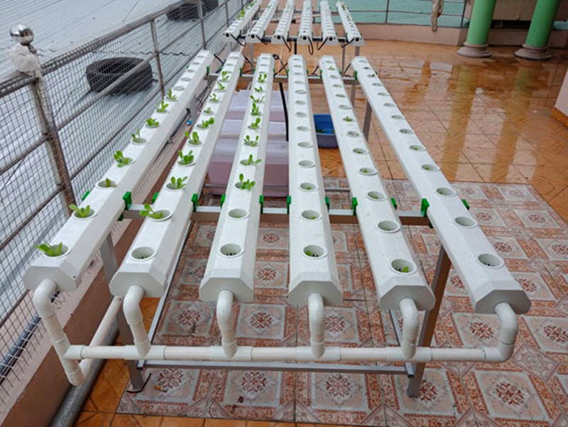 Ống nhựa là dụng cụ trồng rau thủy canh tối thiểu