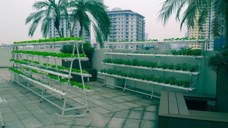 Dụng cụ thủy canh tối thiểu gồm những gì