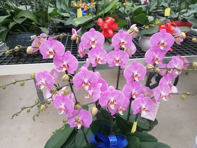 Mô hình hoa lan thủy canh trồng cực hiệu