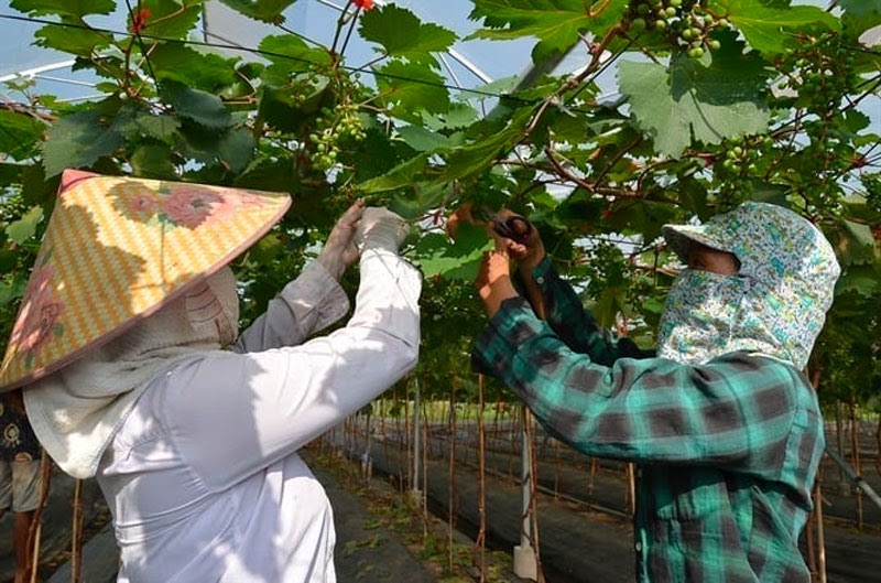 Kỹ thuật trồng và chăm sóc nho Kỹ thuật trồng và chăm sóc nho