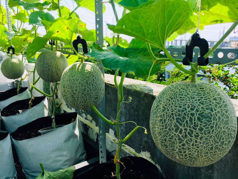 Kỹ thuật trồng dưa lưới chuẩn nhất