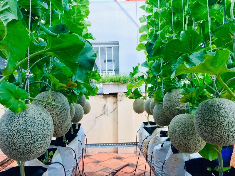 Hướng dẫn cách chọn giống dưa lưới phù hợp nhất