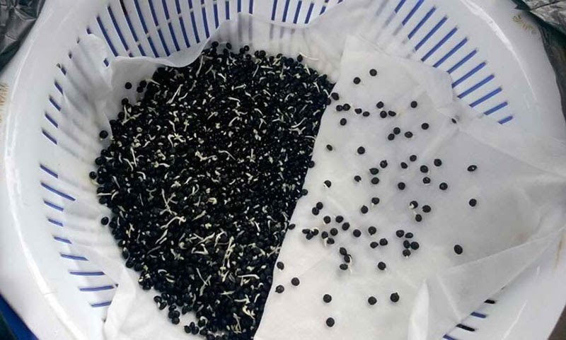 Cách ngâm hạt măng tây chuẩn kỹ thuật