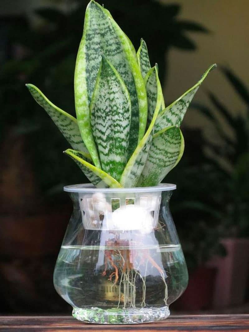 những điều cần biết khi trồng hoa thủy canh