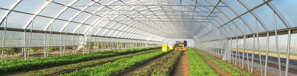 Các loại màng pe lợp nhà kính Các loại màng pe lợp nhà kính