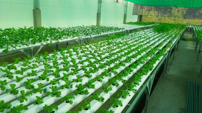 Chọn mua ống thủy canh lục giác tại SkyFarm ở Tp Hồ Chí Minh