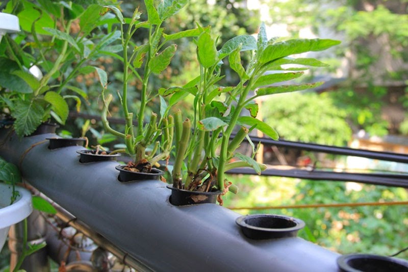 Ống nhựa thủy canh tiêu chuẩn