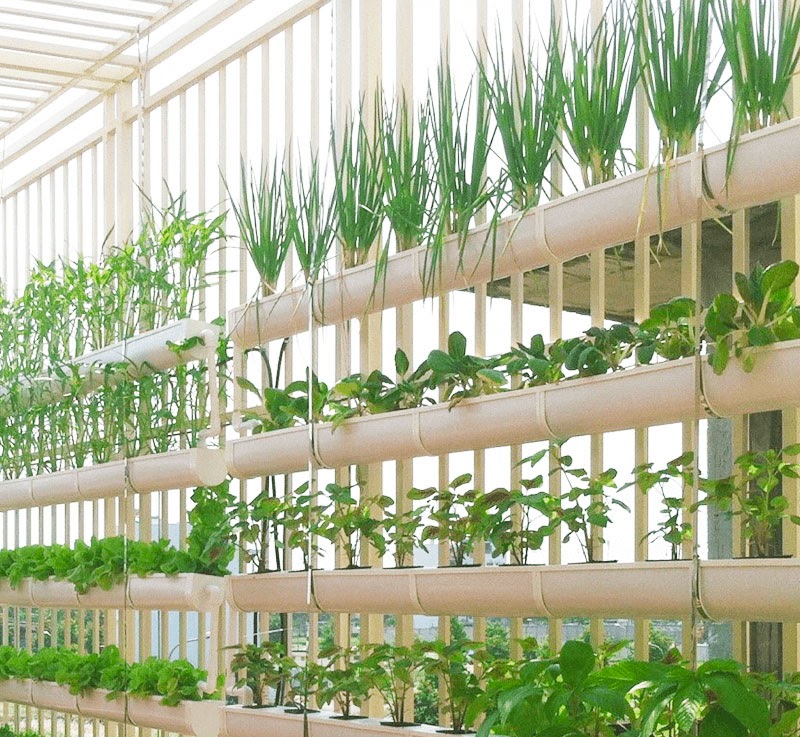 Rau thủy canh có an toàn không khi trồng bằng dung dịch