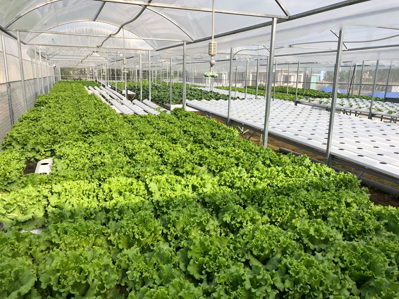 Hướng dẫn kỹ thuật trồng rau thủy canh hiện đại