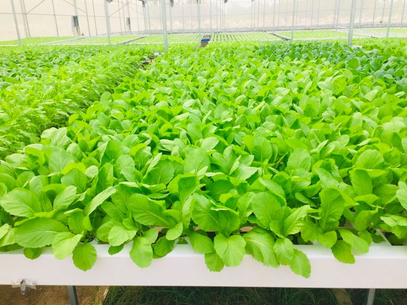 Phương pháp trồng rau thủy canh rất được quan tâm